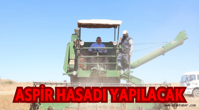 Kayseri'de 350 ton aspir hasadı yapılacak