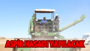 Kayseri'de 350 ton aspir hasadı yapılacak