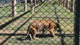 Engelli kaplana şefkatle bakılıyor