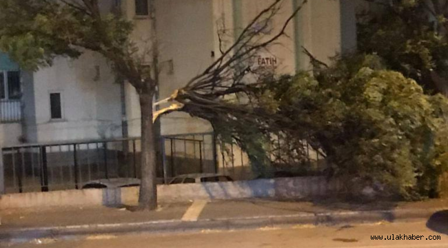 Kayseri'de kuvvetli rüzgar ağaçları devirdi