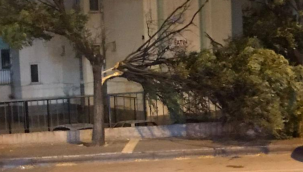 Kayseri'de kuvvetli rüzgar ağaçları devirdi